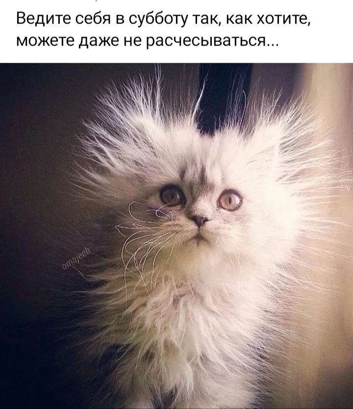 Кошичкина полиция
