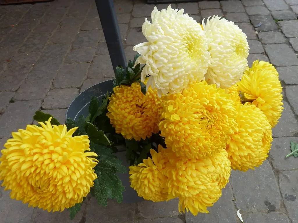 Флора