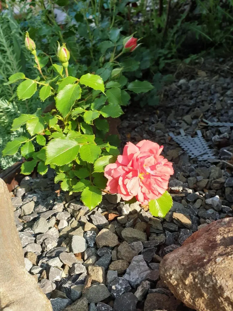 Чайная беседка