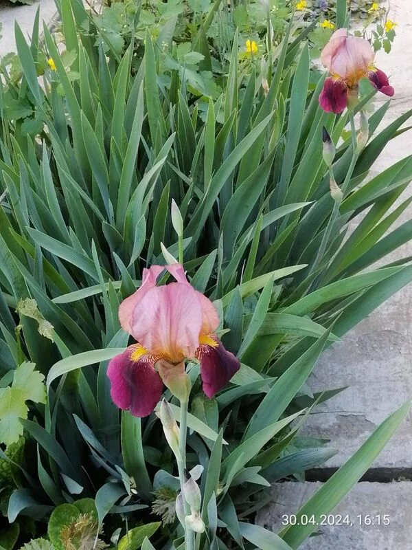 Чайная беседка