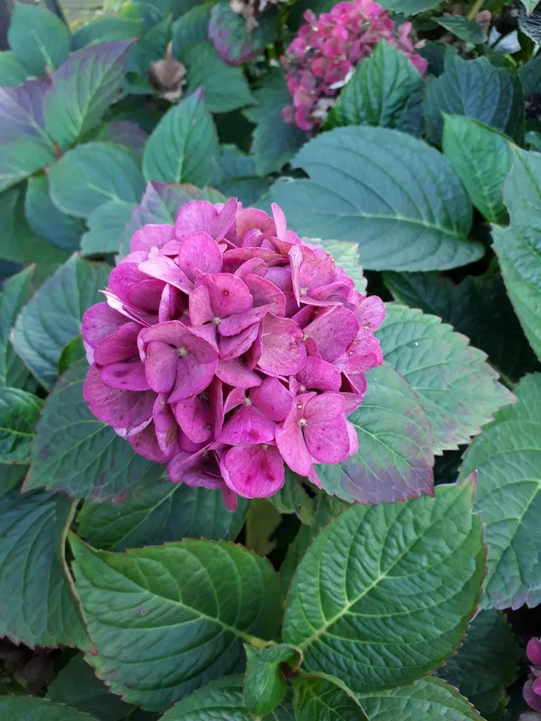 Чайная беседка