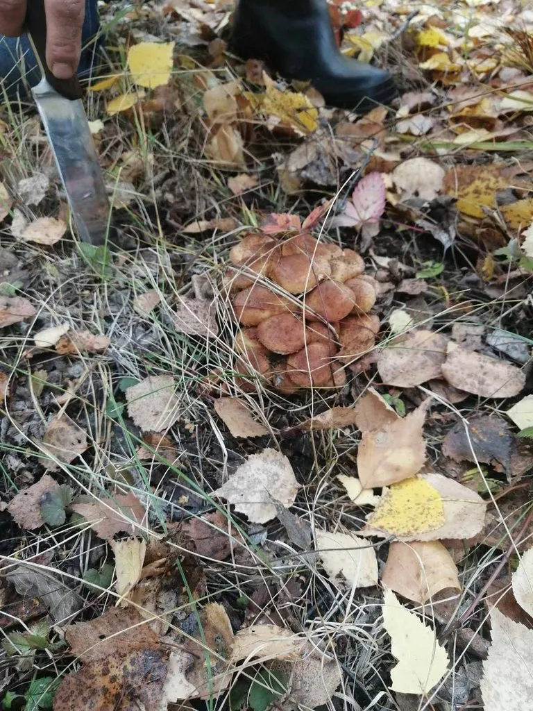 Чайная беседка