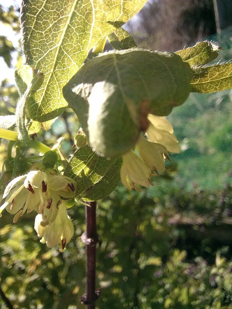 Чайная беседка