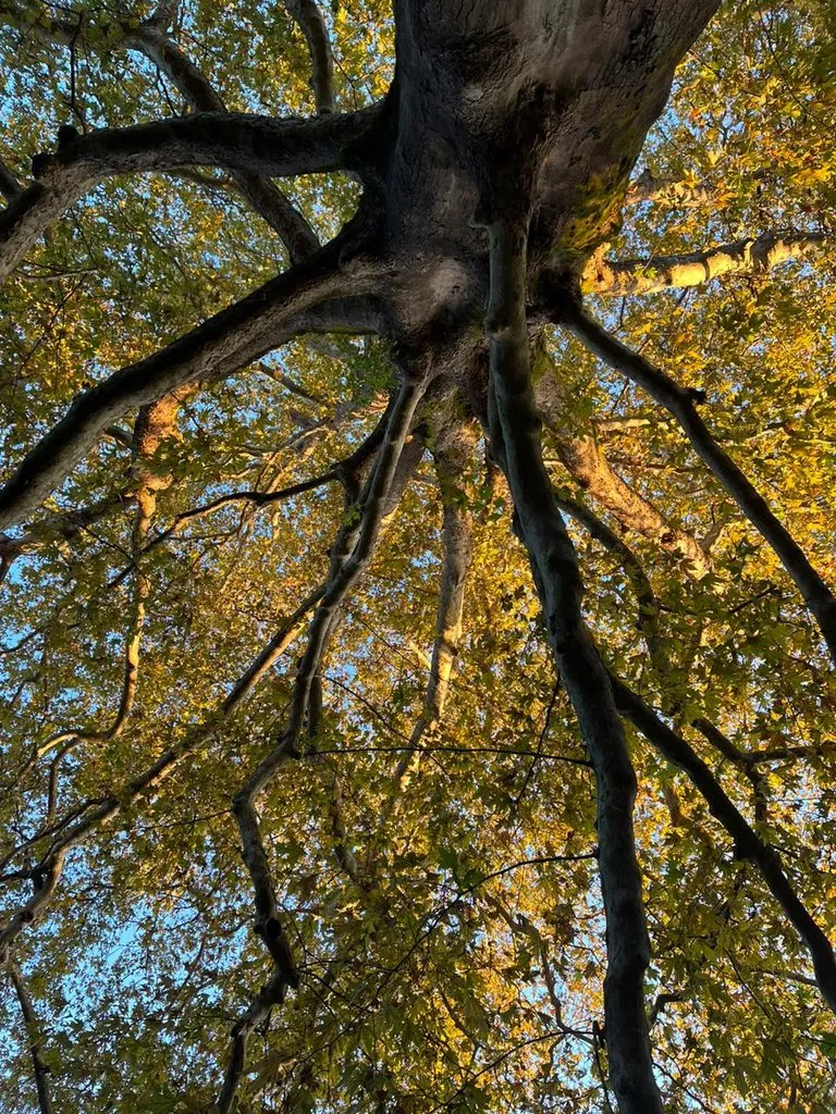 Чайная беседка