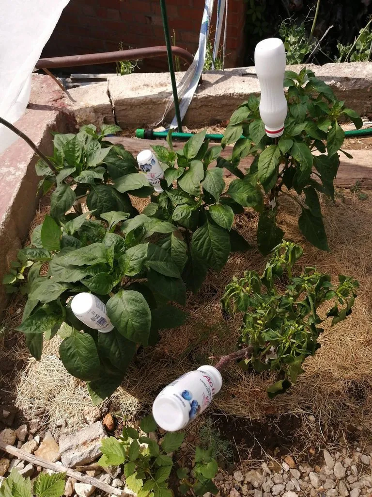 Чайная беседка