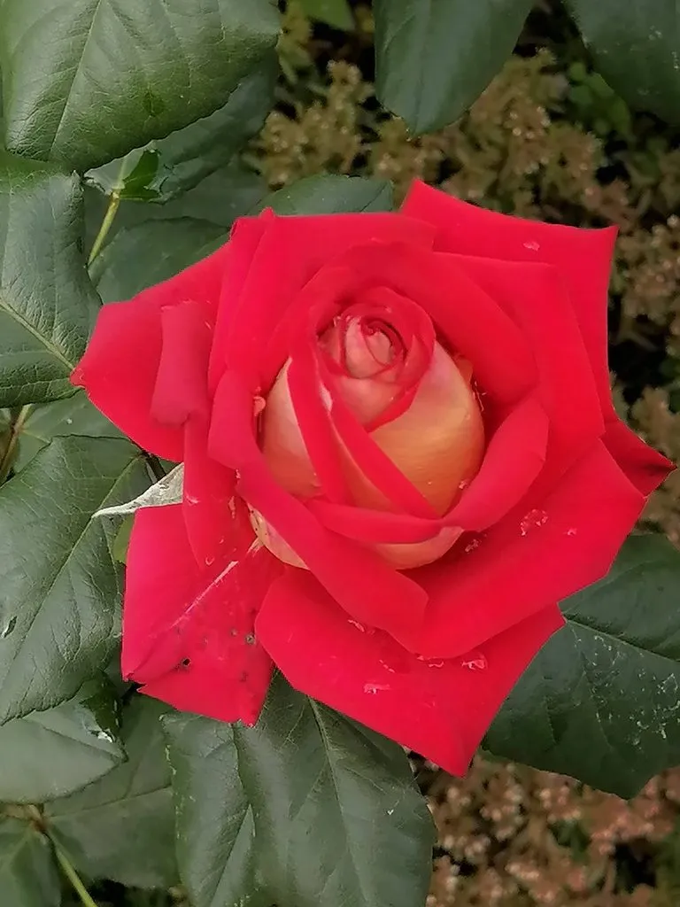 Чайная беседка