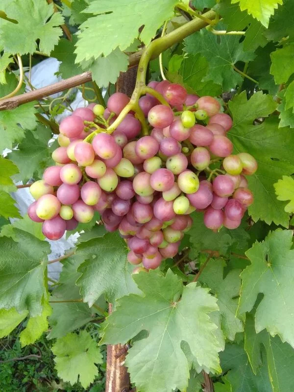 Чайная беседка