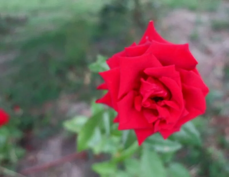 Флора