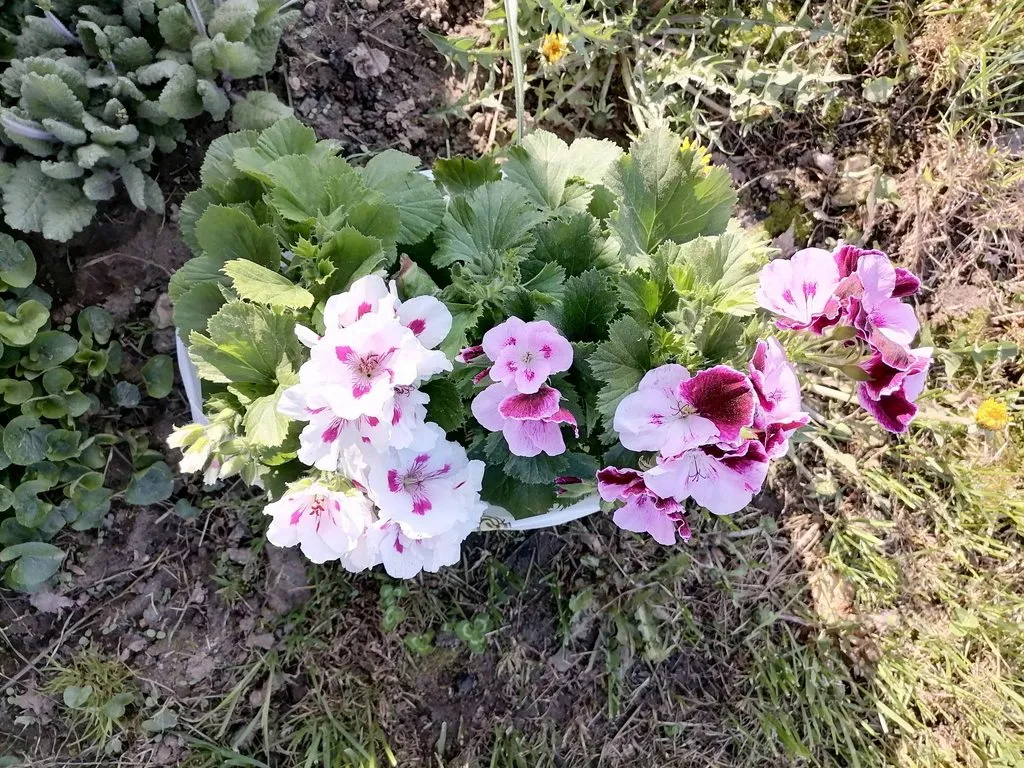 Чайная беседка