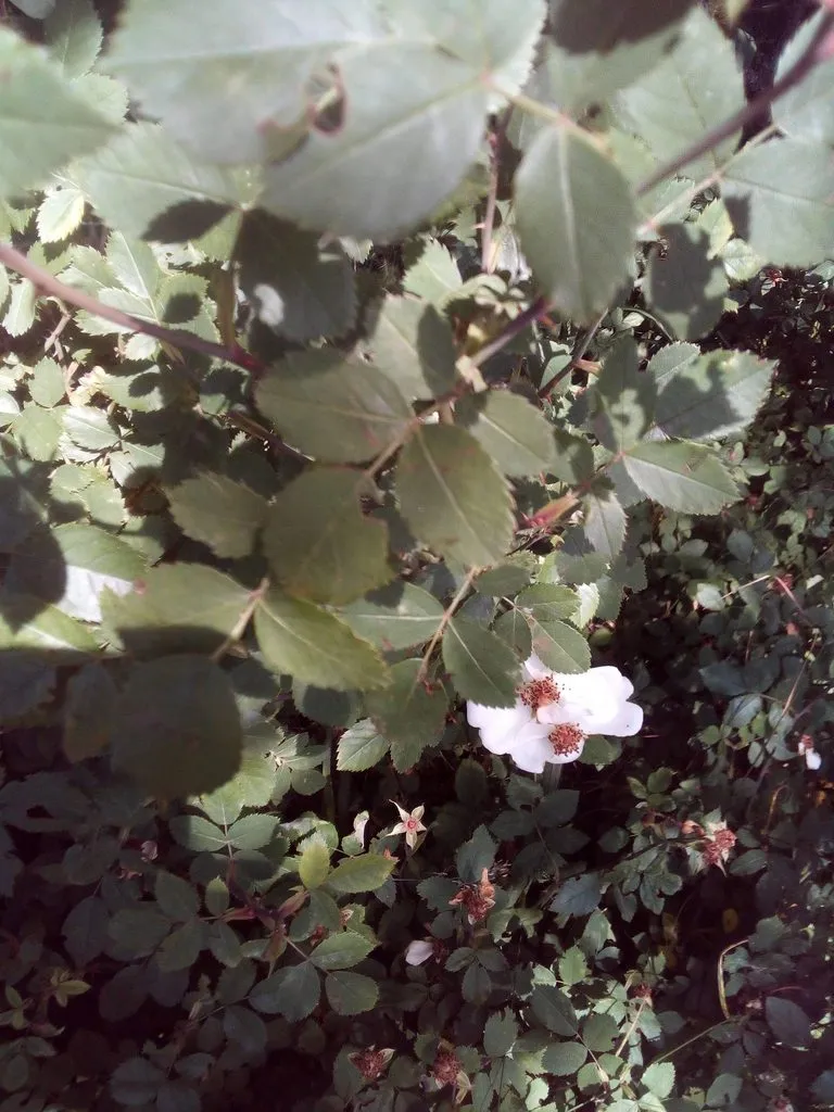 Чайная беседка