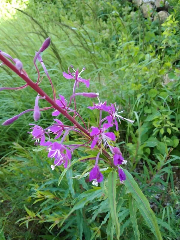 Чайная беседка