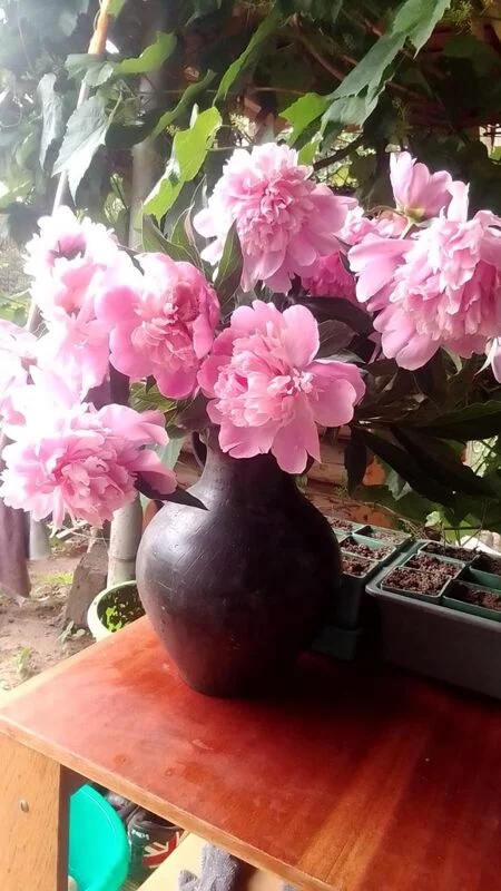 Чайная беседка