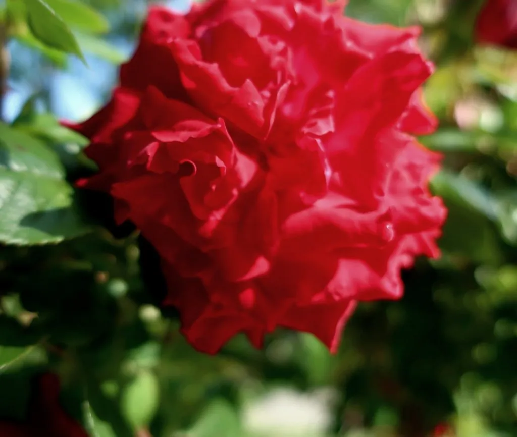 Чайная беседка