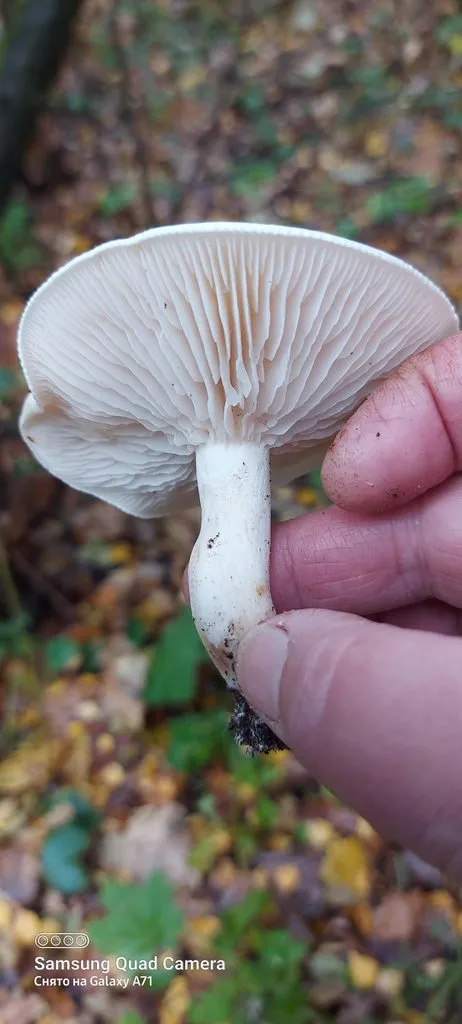 По грибы с лукошком