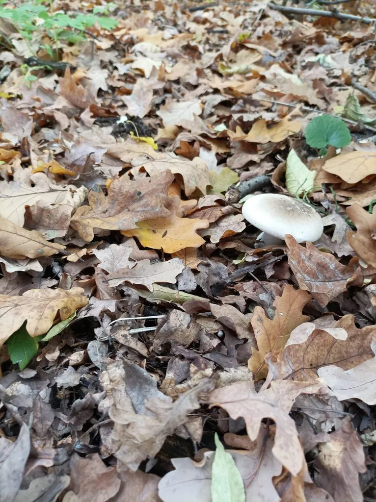 Чайная беседка