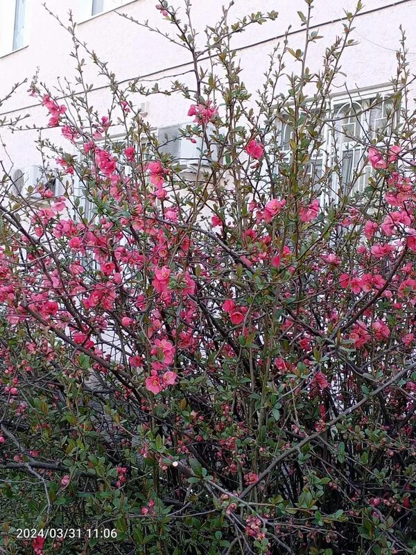 Чайная беседка