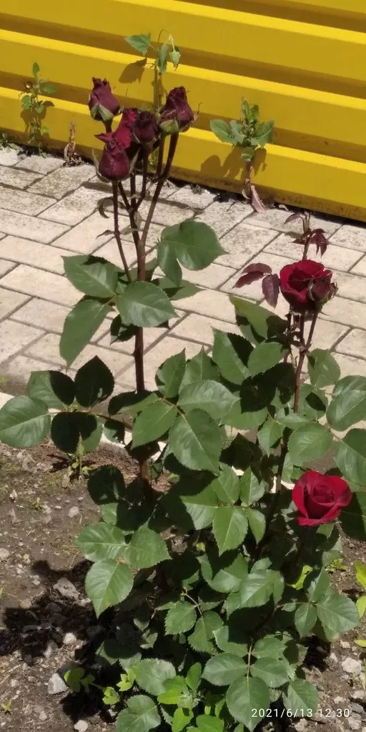 Tapтaлeтки & Ко