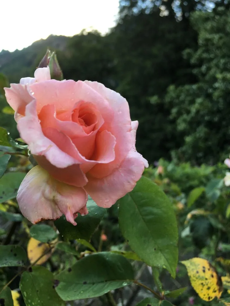 Чайная беседка