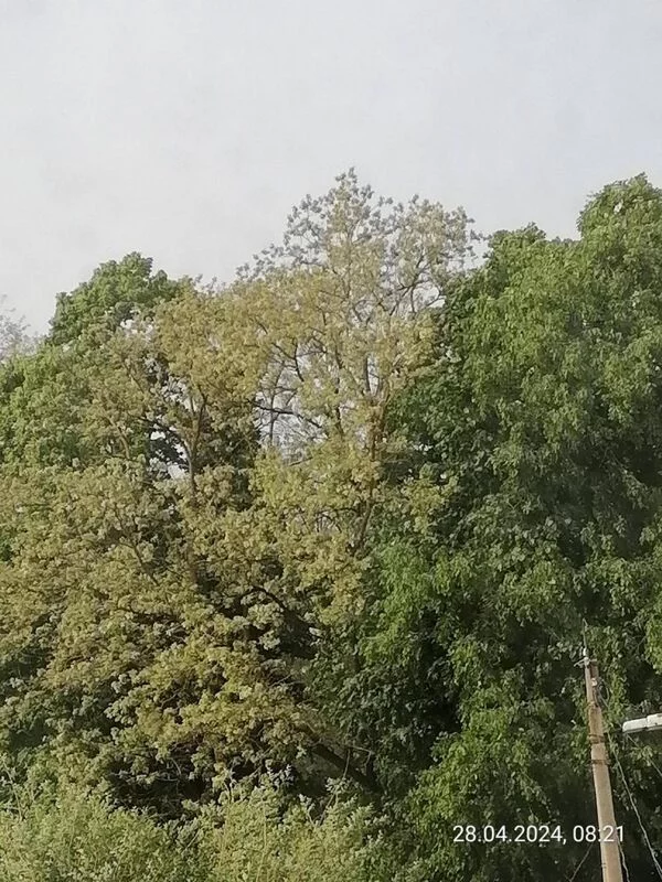 Чайная беседка