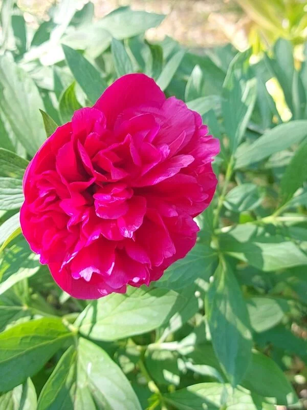 Чайная беседка