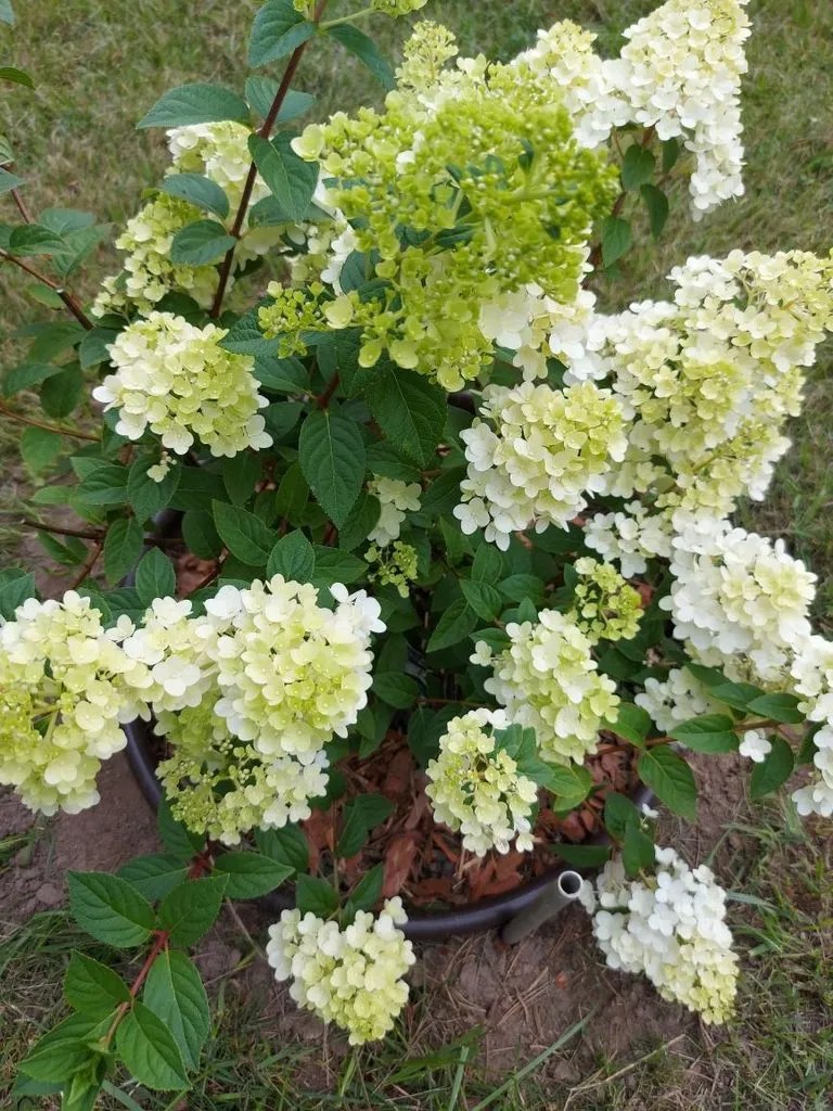 Флора