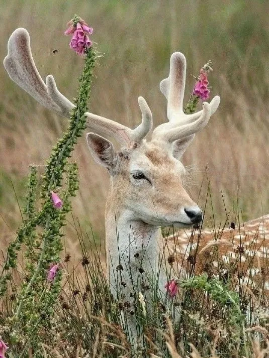 Эти забавные животные