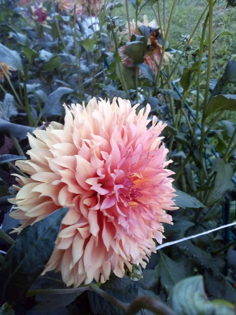 Чайная беседка