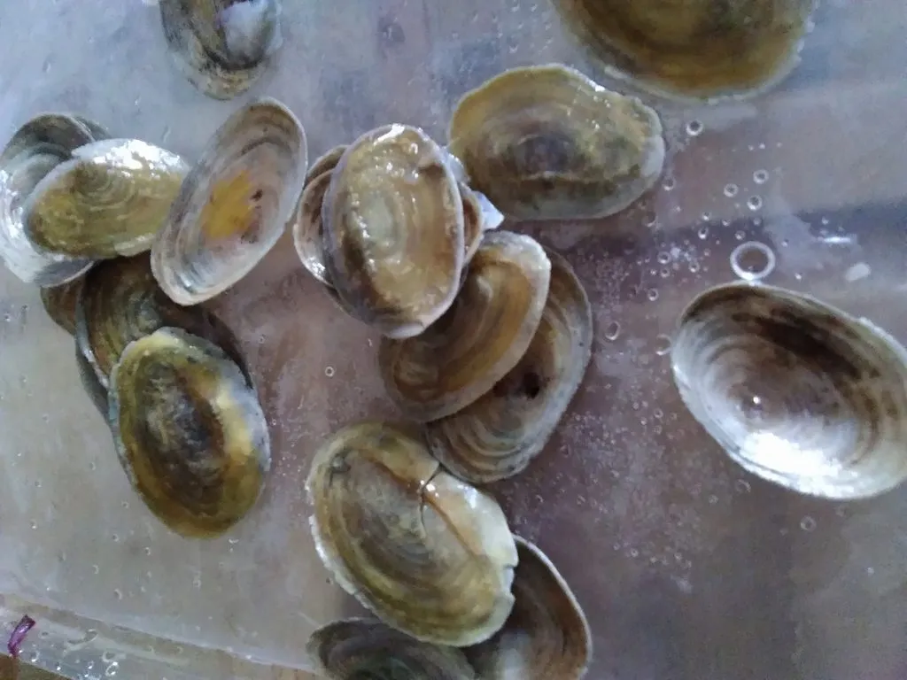 Совместная закупка сахалинских морепродуктов в Москве