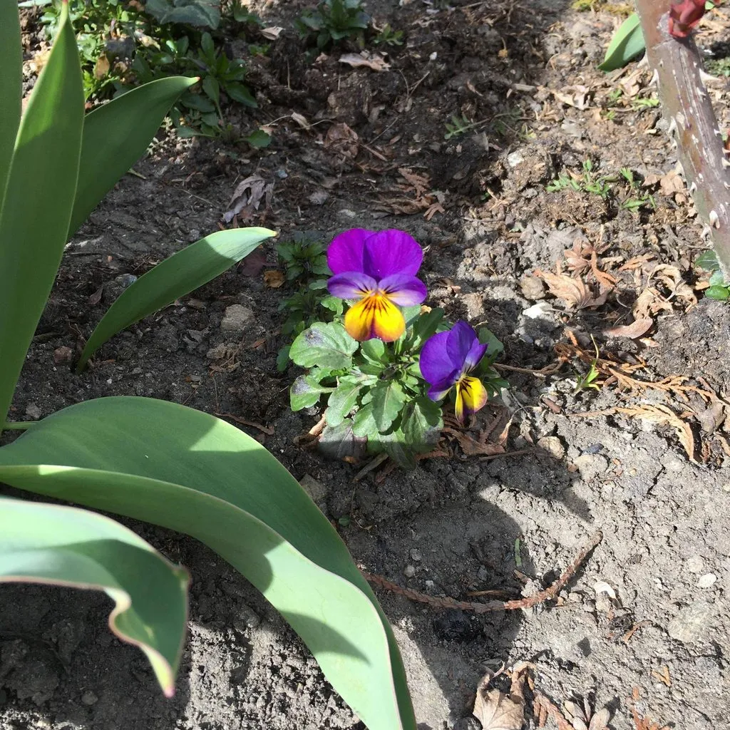 Чайная беседка