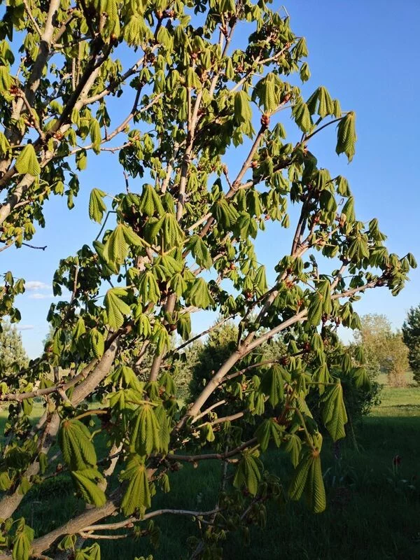 Чайная беседка