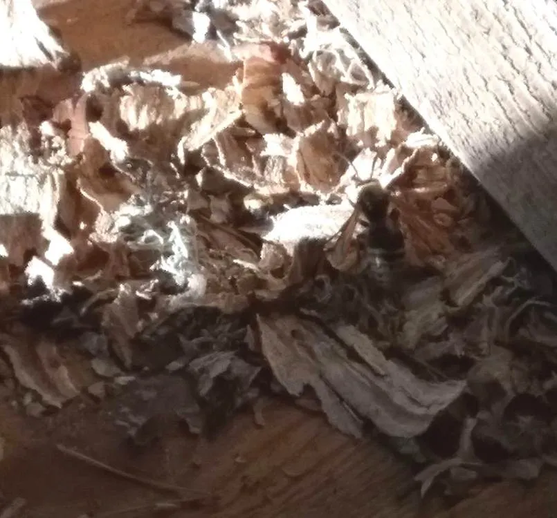 Чайная беседка