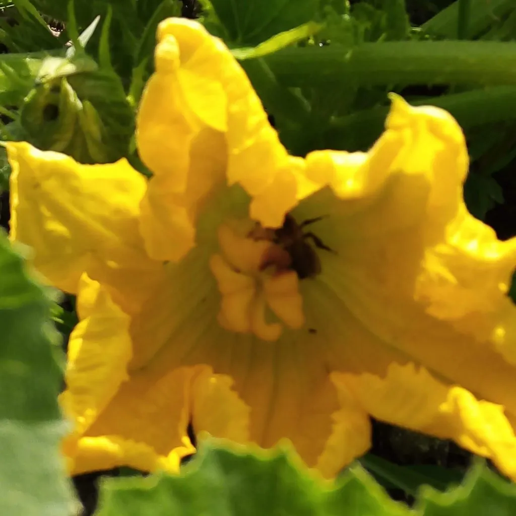 Чайная беседка