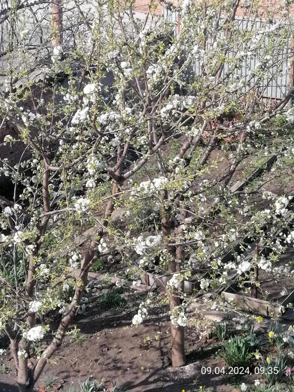 Чайная беседка