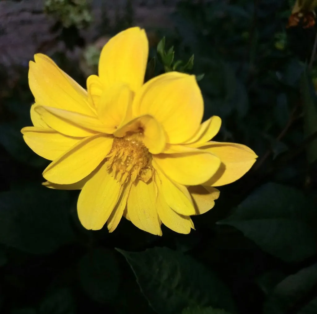 Чайная беседка