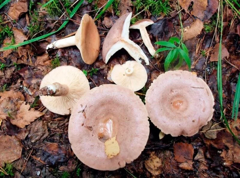 По грибы с лукошком