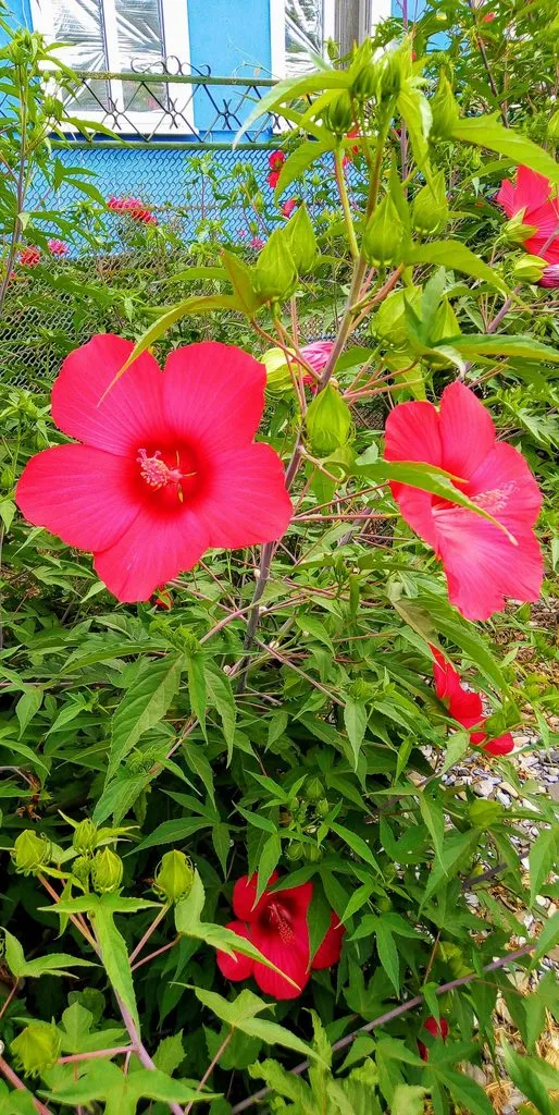 Чайная беседка