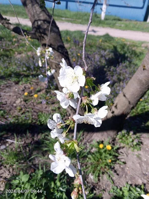 Чайная беседка