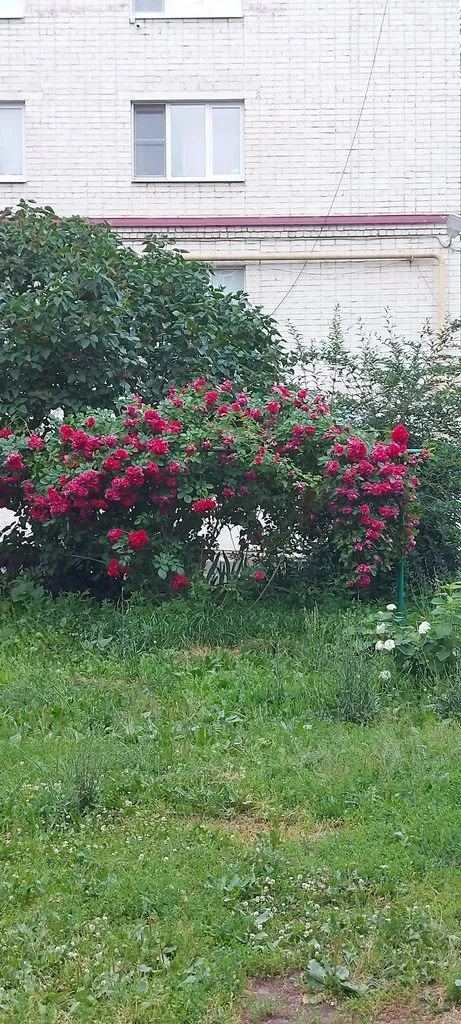 Чайная беседка