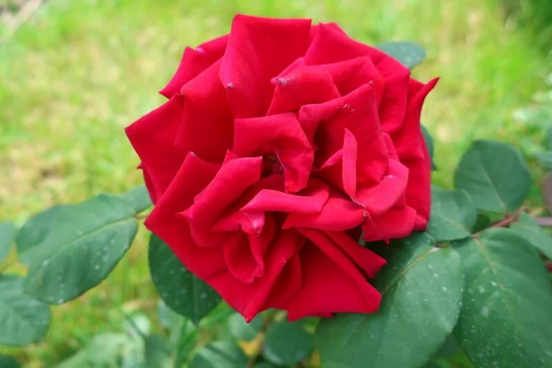 Флора