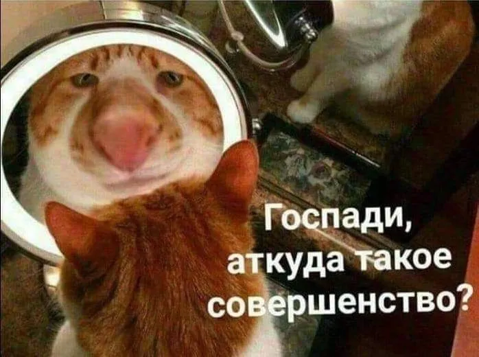 Кошичкина полиция