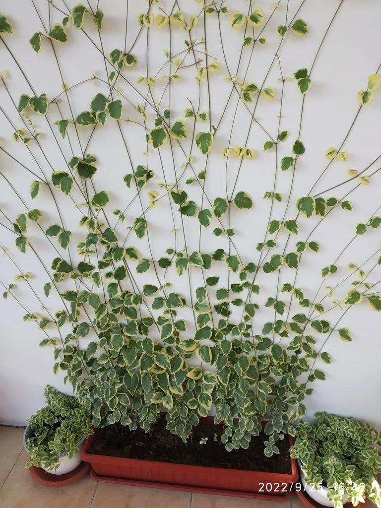 Чайная беседка