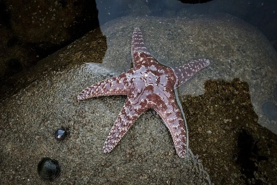 Морские звезды защищают водоросли от ежей
