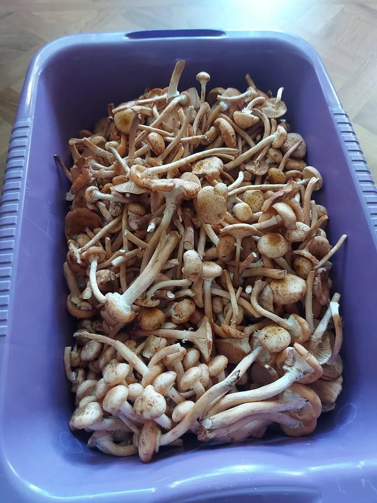 Чайная беседка