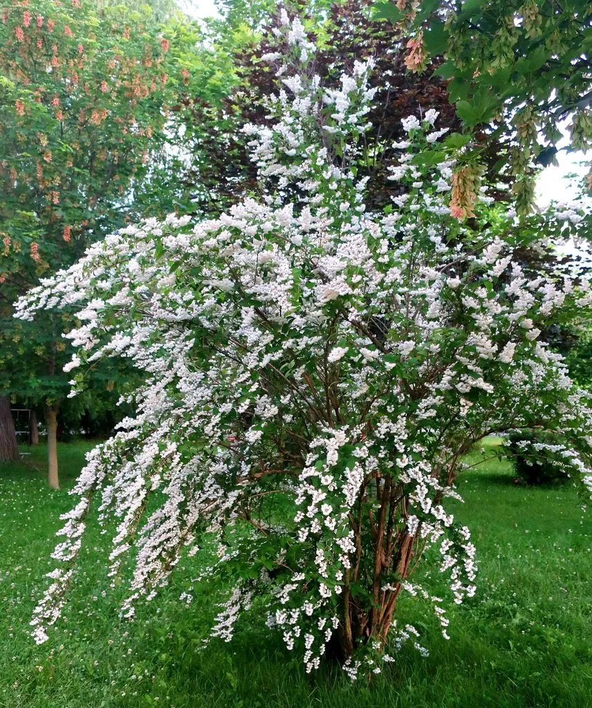 Чайная беседка