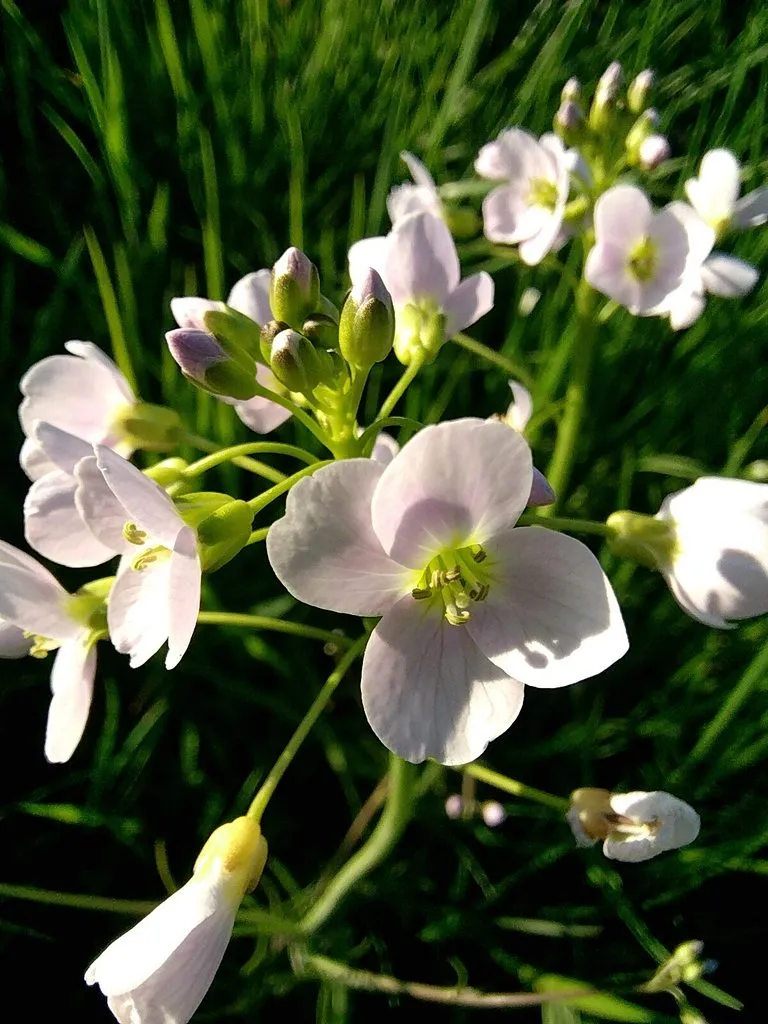 Чайная беседка