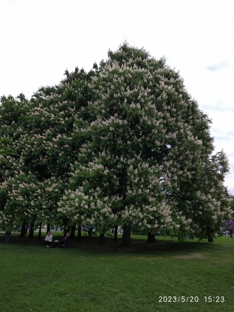 Чайная беседка