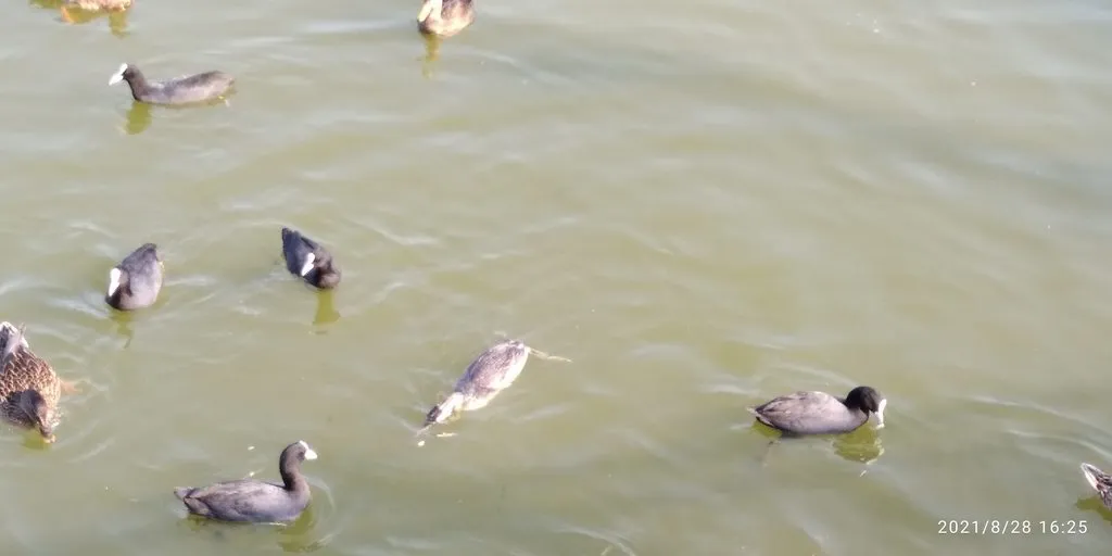 Tapтaлeтки & Ко