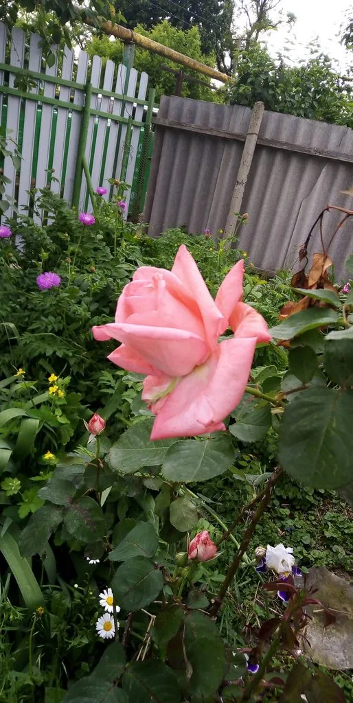 Зефирные букеты и композиции