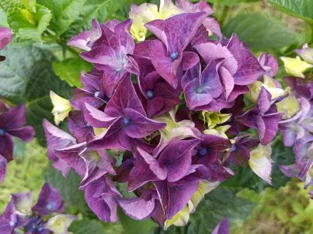 Флора