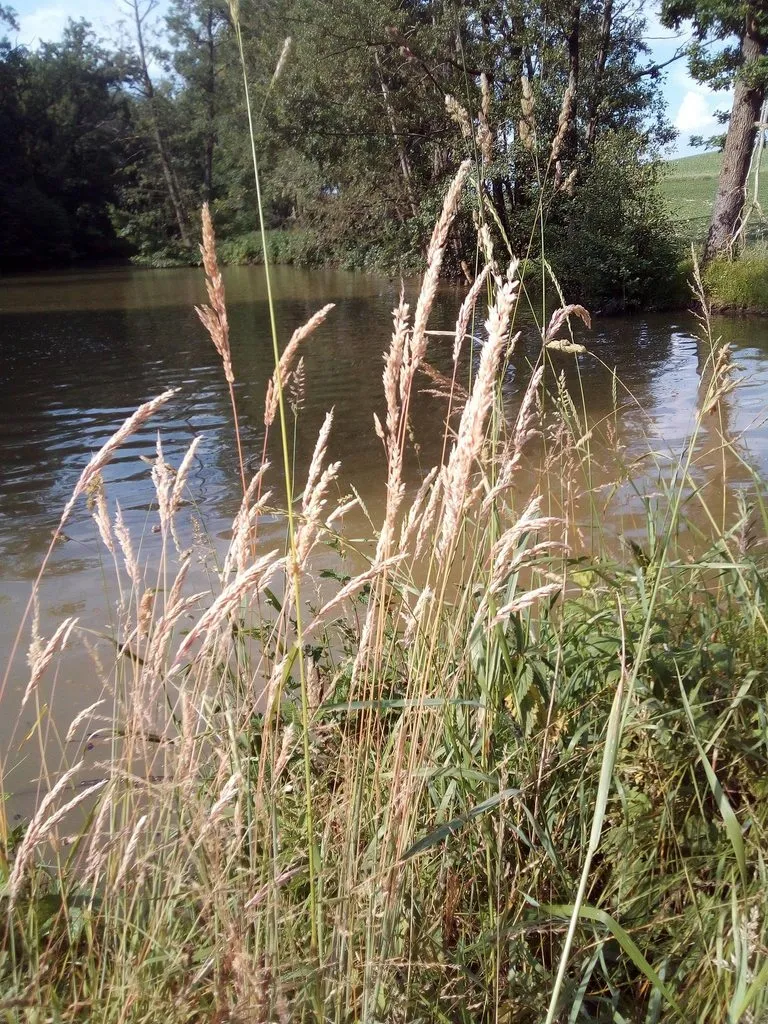 Чайная беседка